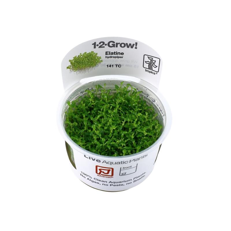 Tropica Elatine Hydropiper in Vitro - imagine 4